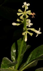 Psychotria punctata