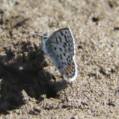 Euphilotes heracleoides