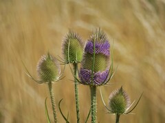 Dipsacus fullonum