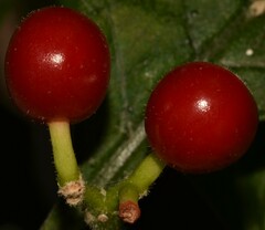 Psychotria punctata