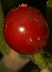 Psychotria punctata