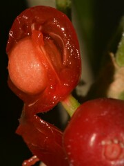 Psychotria punctata