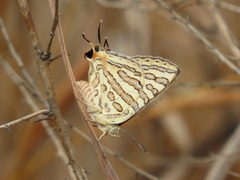 Cigaritis elima