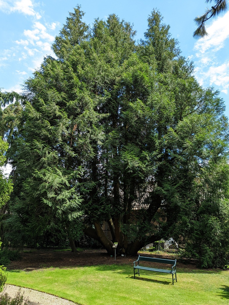 The Cedar of Pinetum Blijdenstein