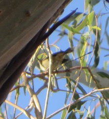 Acanthiza chrysorrhoa