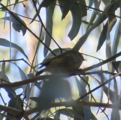 Acanthiza chrysorrhoa