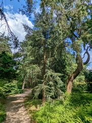 Abies pinsapo marocana