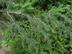 Abies pinsapo marocana