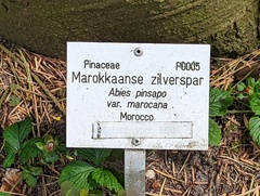 Abies pinsapo marocana