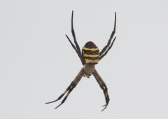 Argiope amoena