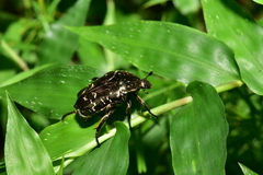 Protaetia orientalis sakaii