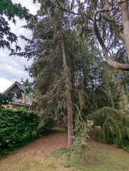 Picea asperata asperata