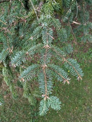 Picea asperata asperata