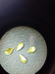 Cryptantha torreyana