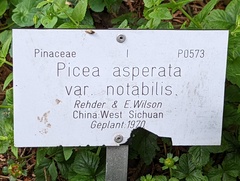 Picea asperata asperata