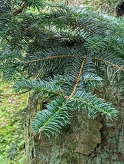Abies forrestii