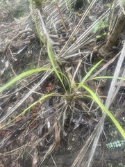 Cordyline pumilio