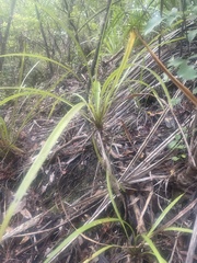 Cordyline pumilio