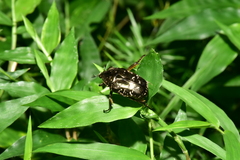 Protaetia orientalis sakaii