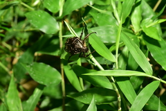 Protaetia orientalis sakaii