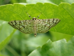 Haritalodes