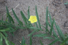 Xenostegia tridentata
