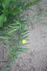 Xenostegia tridentata