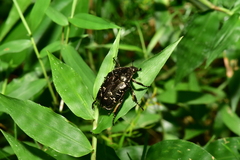 Protaetia orientalis sakaii