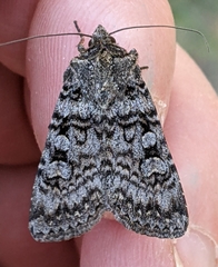 Euxoa terrenus