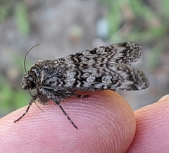 Euxoa terrenus