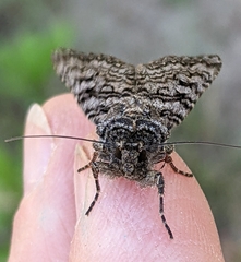 Euxoa terrenus