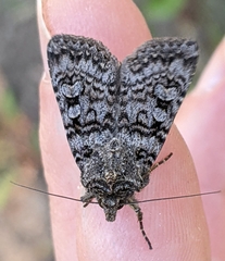 Euxoa terrenus