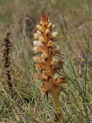 Orobanche amethystea