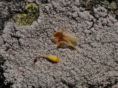 Orobanche amethystea