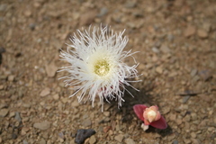 Mesembryanthemum gariusanum