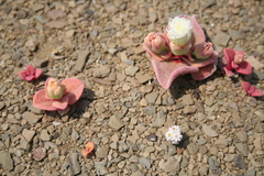 Mesembryanthemum gariusanum