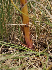 Orobanche amethystea