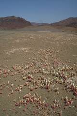 Mesembryanthemum gariusanum