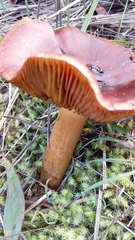 Cortinarius