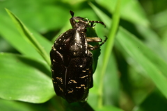 Protaetia orientalis sakaii
