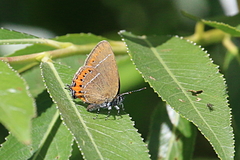 Satyrium pruni