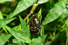 Protaetia orientalis sakaii