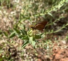 Euphyes vestris kiowah