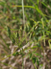 Crepis pulchra