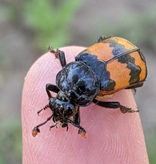 Nicrophorus investigator
