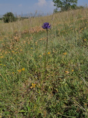 Phyteuma orbiculare orbiculare