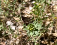 Euphyes vestris kiowah