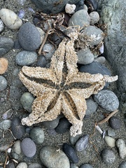Pisaster ochraceus
