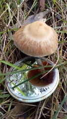 Agaricales