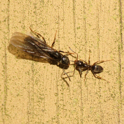 (c) Harsi S. Parker, some rights reserved (CC BY-NC), uploaded by Harsi S. Parker